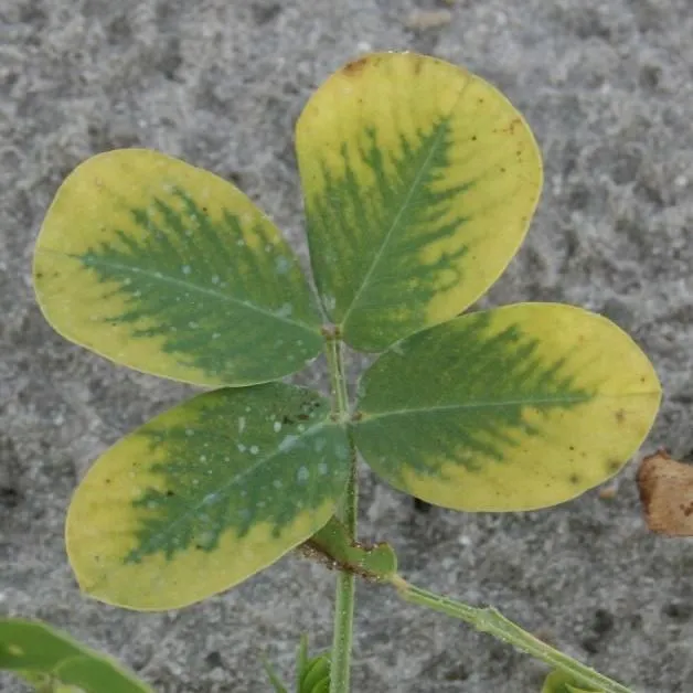 thumbnail for publication: Diagnosing Herbicide Injury in Peanut